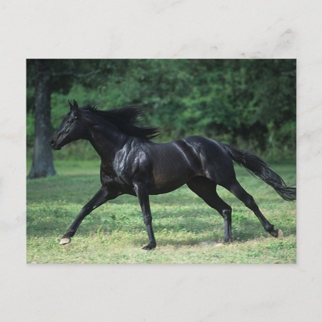 Carte Postale Thoroughbred Running (Devant)