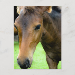Carte postale Thoroughbred Selections