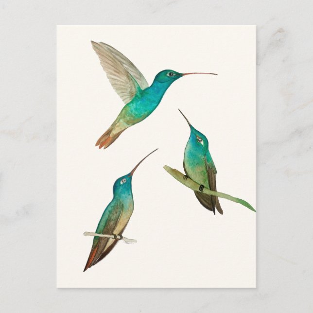Carte Postale Three Hummingbirds  (Devant)