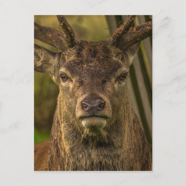 Carte Postale Thug cerf (Devant)