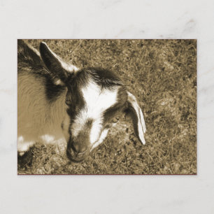 Carte Postale Thumblina