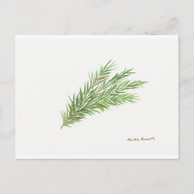 Carte Postale Thym herbe botanique plante aquarelle Cuisine  (Devant)
