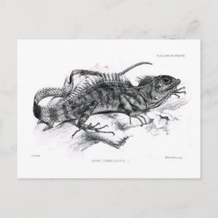 Carte Postale Tiaris tuberculatus