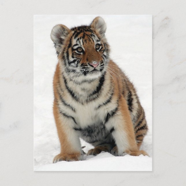 Carte Postale Tiger (Devant)