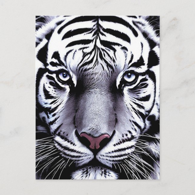 Carte Postale Tiger (Devant)