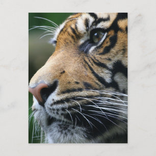 Carte postale Tiger