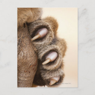 Carte Postale Tiger