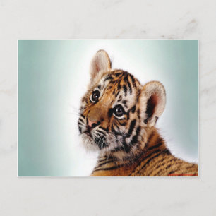 Carte Postale Tiger