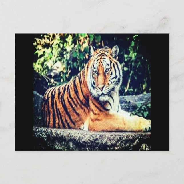 Carte postale Tiger (Devant)
