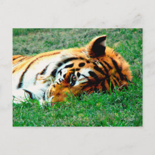 Carte postale Tiger allongé