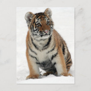 Carte Postale Tiger Cub