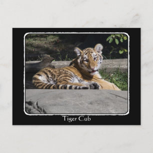 Carte Postale Tiger Cub sur les Rochers avec bordure