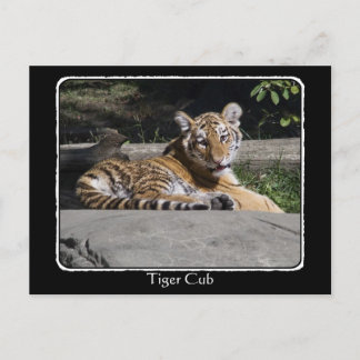 Carte Postale Tiger Cub sur les Rochers avec bordure