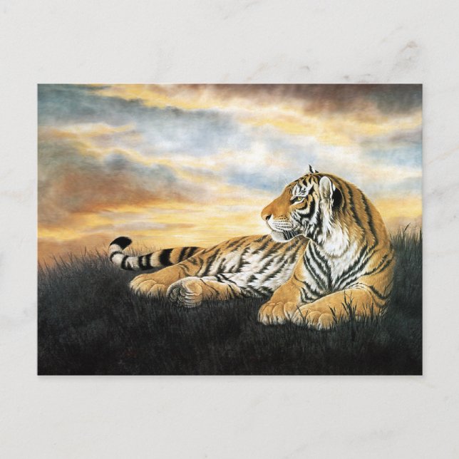 Carte Postale Tiger Dawn (Devant)