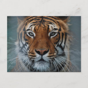 Carte postale Tiger Face