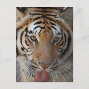 Carte postale Tiger Kisses