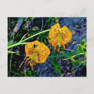 Carte Postale Tiger Lily