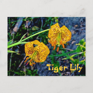 Carte Postale Tiger Lily