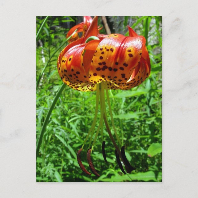 Carte Postale Tiger Lily 01 (Devant)