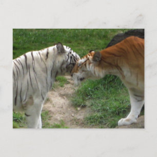 Carte Postale Tiger Love