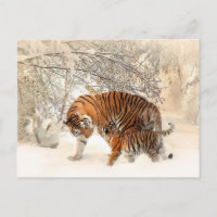 carte postale tiger maman et bébé