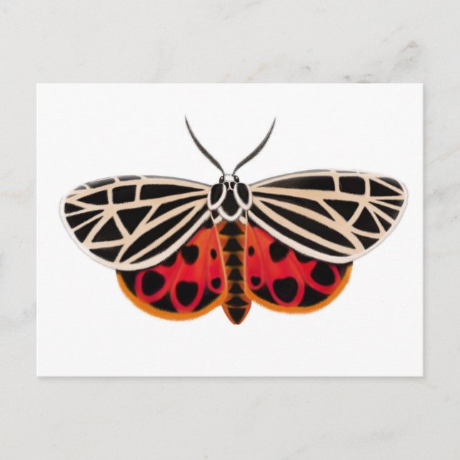 Carte postale Tiger Moth (Devant)
