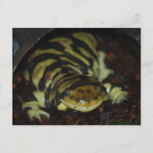 Carte Postale tiger salamander