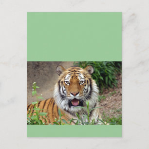 Carte Postale Tiger Smile
