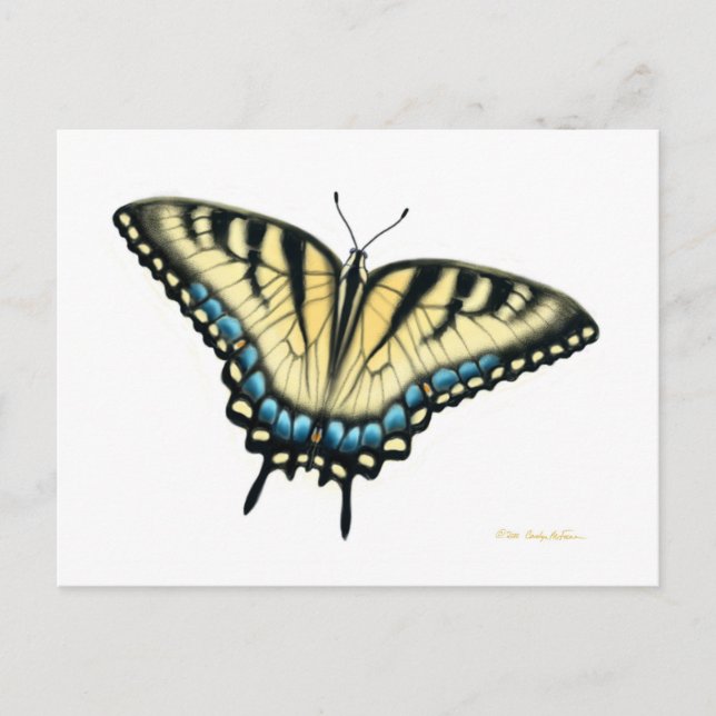 Carte postale Tiger Swallowtail Butterfly (Devant)