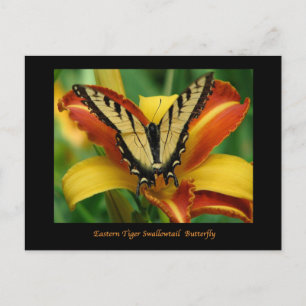 Carte Postale Tiger Swallowtail sur Daylily