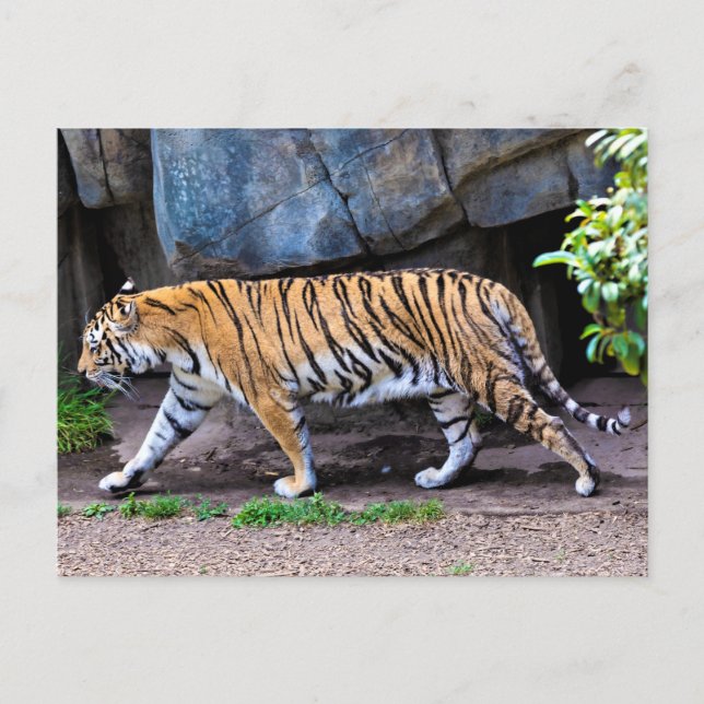 CARTE POSTALE TIGER WALK (Devant)