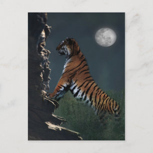 Carte Postale Tigers climb