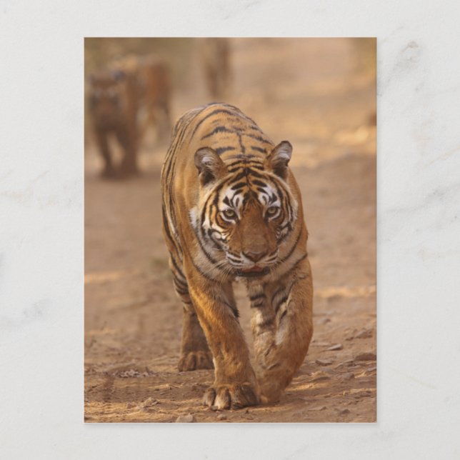 Carte Postale Tigers royaux du Bengale sur la piste, Ranthambhor (Devant)