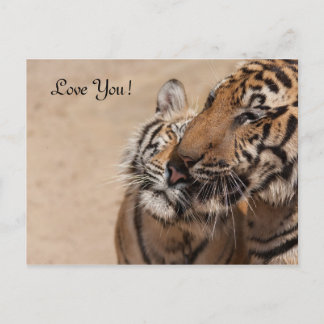 Carte postale - Tigers - Tiger Temple Thaïlande