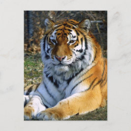 Carte Postale Tigre