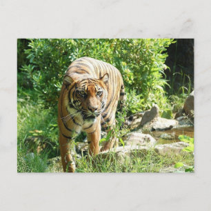 Carte Postale Tigre