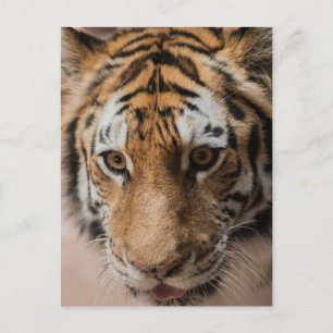 Carte Postale Tigre