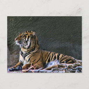 Carte Postale Tigre