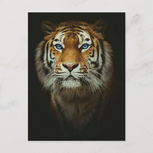 Carte Postale Tigre (Devant)