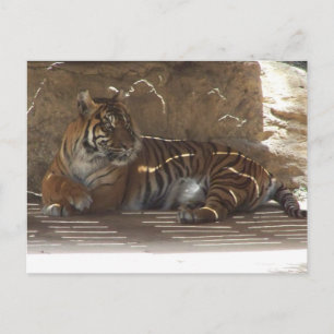 Carte Postale Tigre