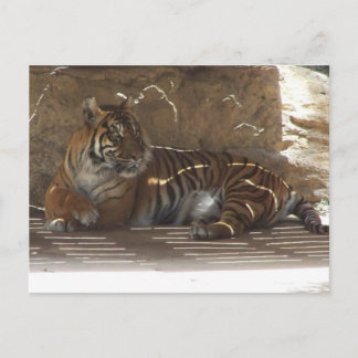 Carte Postale Tigre