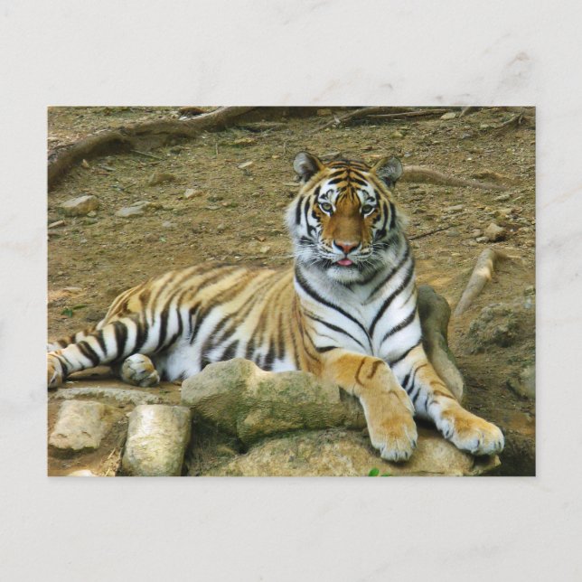 Carte Postale Tigre (Devant)