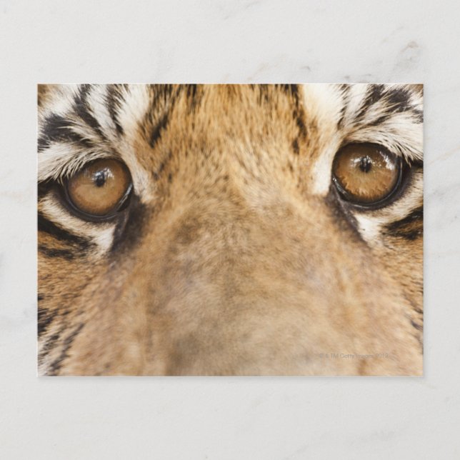 Carte Postale Tigre (Devant)