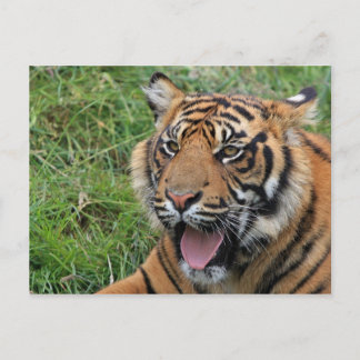 Carte Postale Tigre