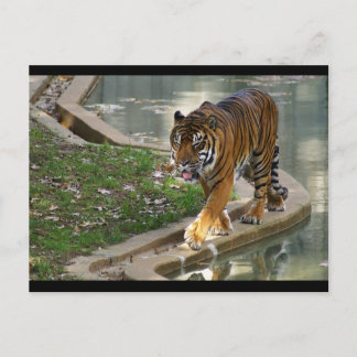 Carte Postale tigre