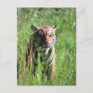 Carte Postale Tigre