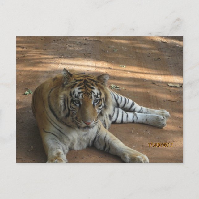 Carte Postale Tigre (Devant)