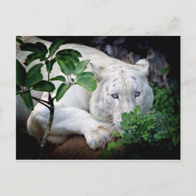 Carte postale - Tigre (Devant)