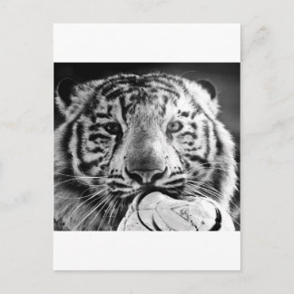 Carte Postale Tigre