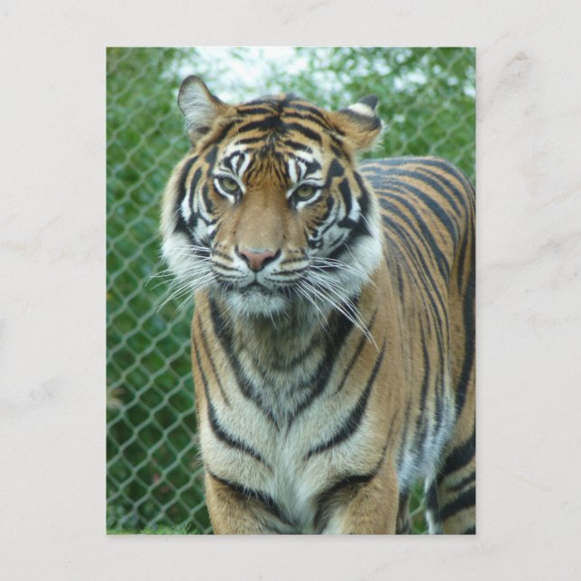 Carte Postale Tigre (Devant)